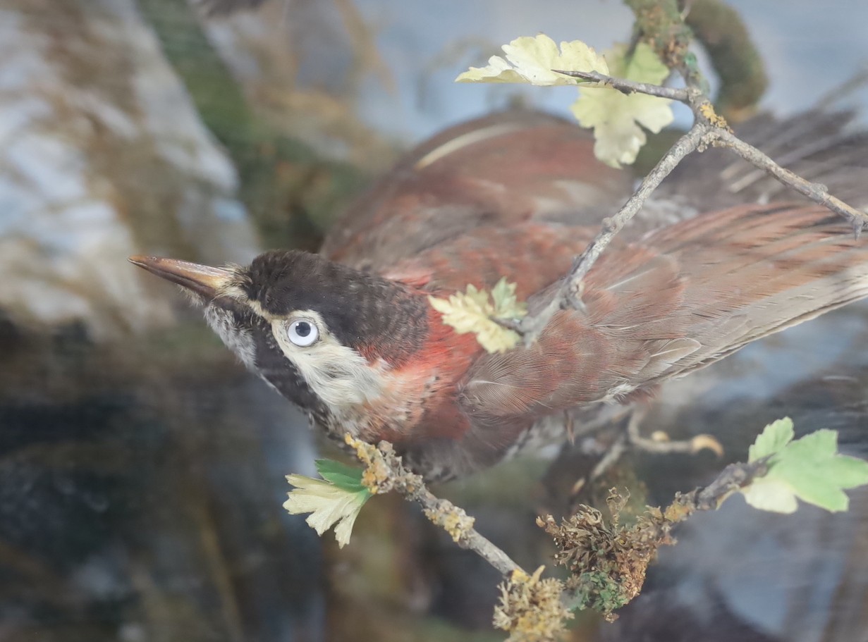 A Victorian taxidermic display of exotic and other birds, 92cm wide, 30cm deep, 70cm high